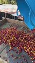 Holiday Edition Coffee from Finca La Esperanza