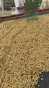 Holiday Edition Coffee from Finca La Esperanza