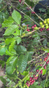 Holiday Edition Coffee from Finca La Esperanza
